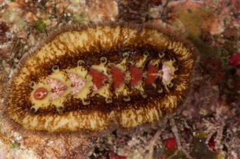 Media type: image;   Malacology 384364